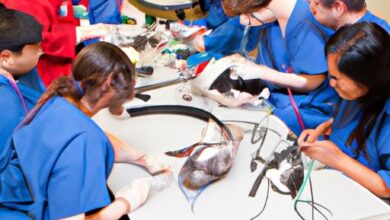 Colleges With Vet Tech Programs